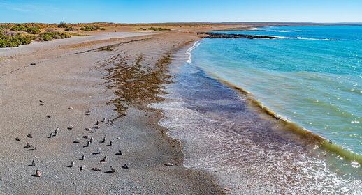 Punta Tombo