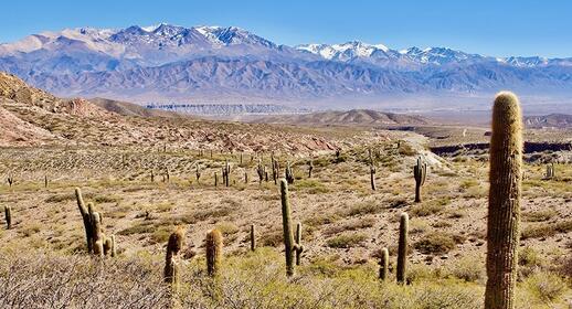 Parc national de Los Cardones