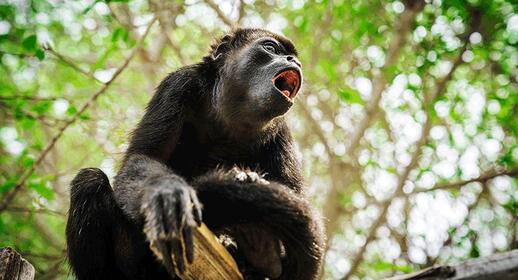 Visiter Sanctuaire des singes hurleurs