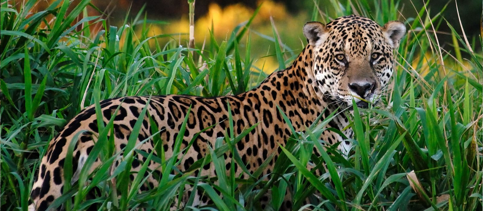 Pantanal Nord : découverte de la faune et flore