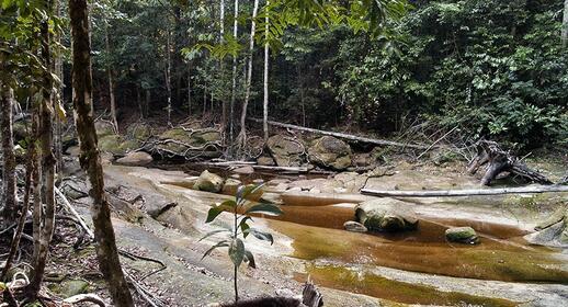 Balade dans la jungle et maison de riverains