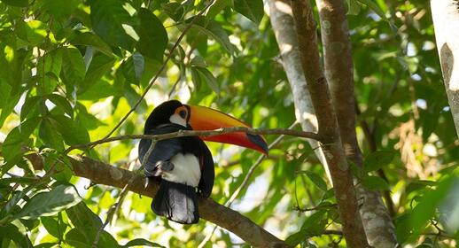 Parc des Oiseaux