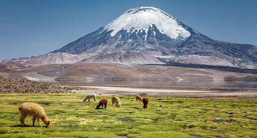 Rives du lac Chungara au pied du volcan Parinacota