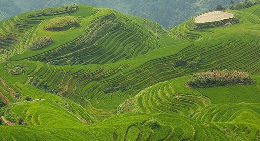 Rizières vers Guilin