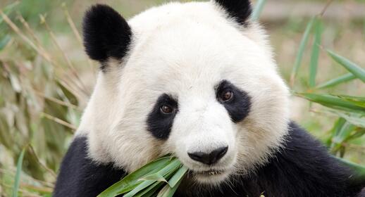 Visiter Réserve du Panda Géant