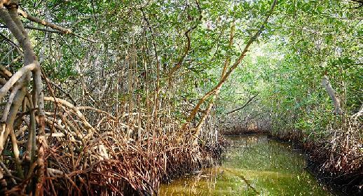Tour de pirogue dans la mangrove