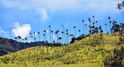 La Vallée de Cocora