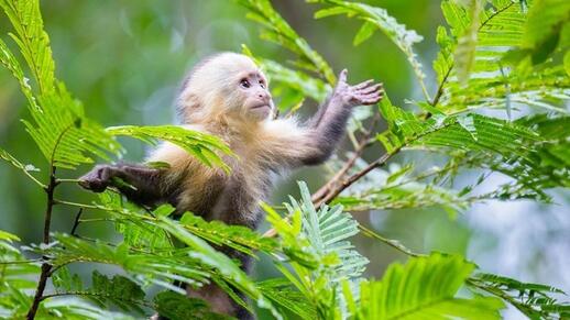 Parc national Manuel Antonio