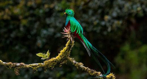 Visiter Quetzal Quest