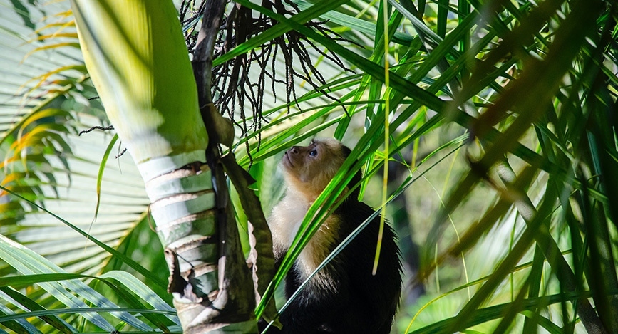 Costa Rica Faune Refuge de Faune Sauvage Rancho La Merced, Costa Rica : une oasis ...