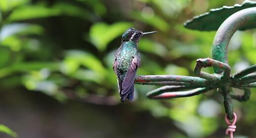 Réserve Biologique Santa Elena au Costa Rica