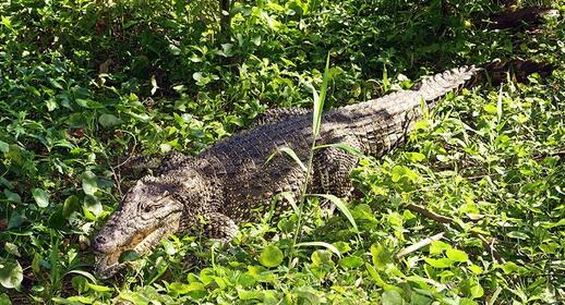 Ferme aux crocodiles