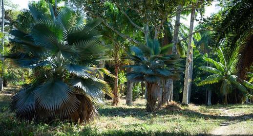 Jardin botanique Cienfuegos