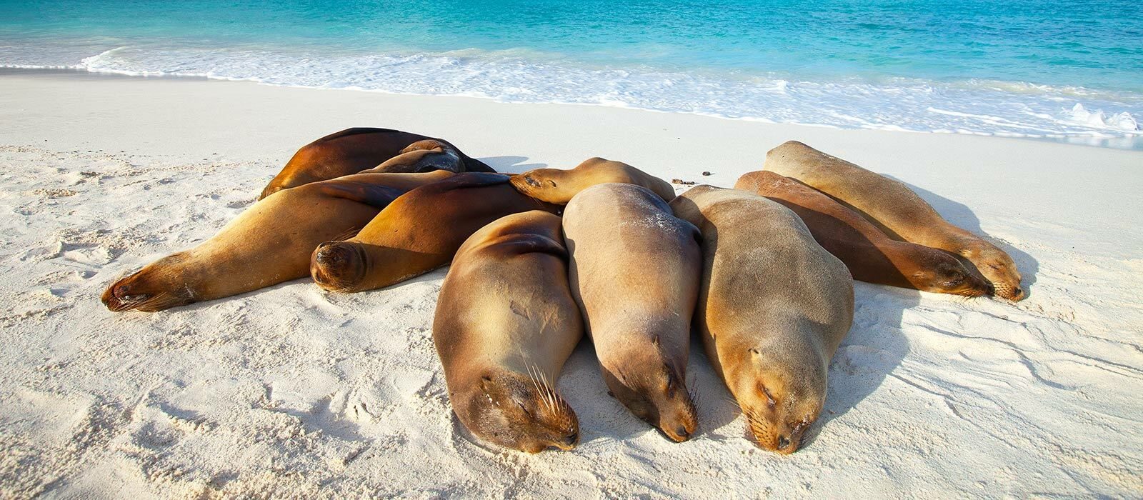 Island Hopping aux Galapagos