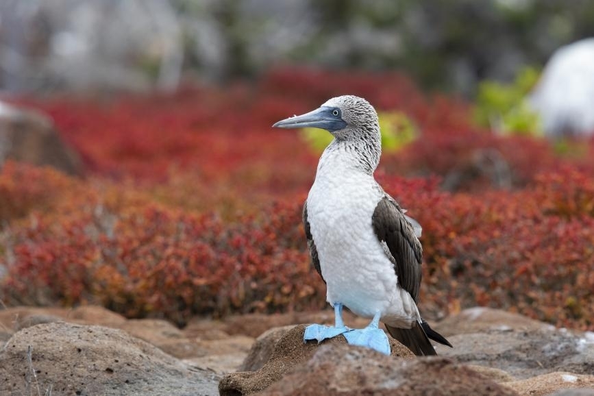 Galapagos Islands Galapagos Islands