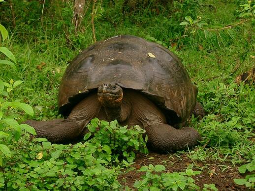 Tortue terrestre géante sur l'île Santa Cruz