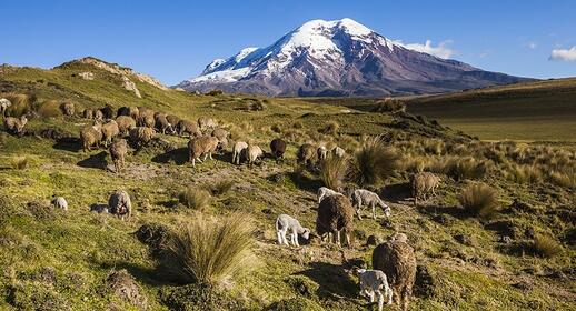 Parc National du Chimborazo