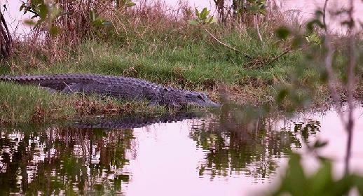 Everglades - alligators