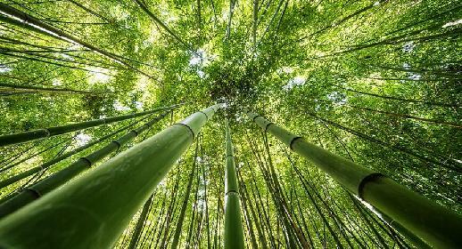 Des bambous dans le jardin Lancetilla, le deuxième plus grand du Monde