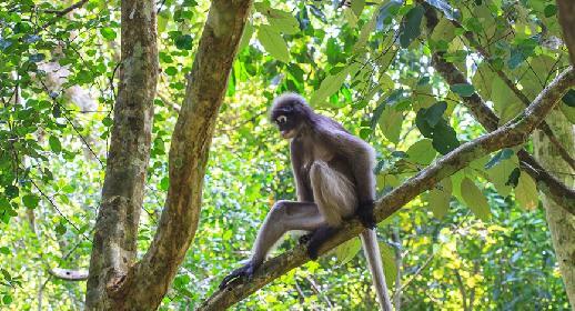 Petit singe hurleur dans le Parc Punta Sal