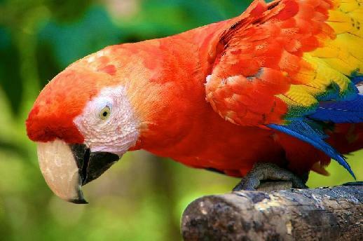 Macaw Moutain Réserve tropicale d'oiseaux : perroquets, toucans, aras
