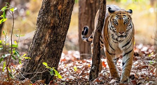 Parc national Bandhavgarh