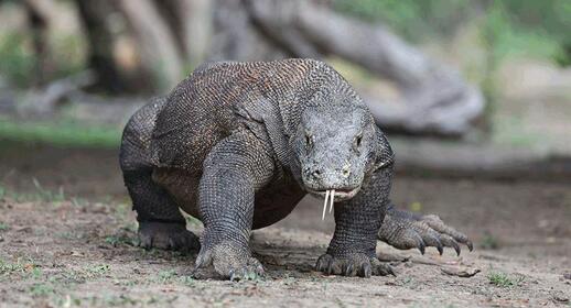 Visiter Îles de Komodo et de Rinca