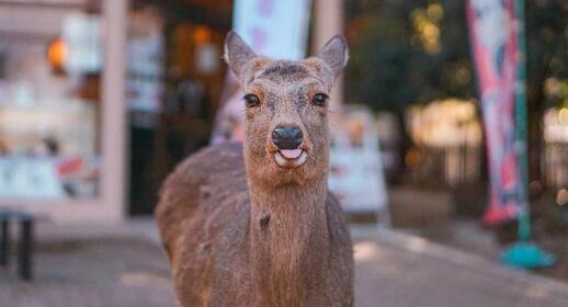 Le parc de Nara