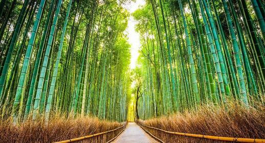 Visiter Le quartier d’Arashiyama et sa bambouseraie