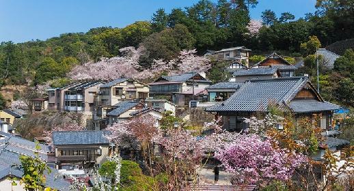 Miyajima, sakura en fleurs