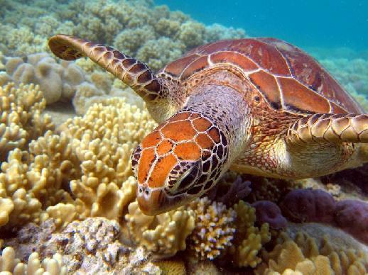 Découvrez Akumal : tortues et fonds marins