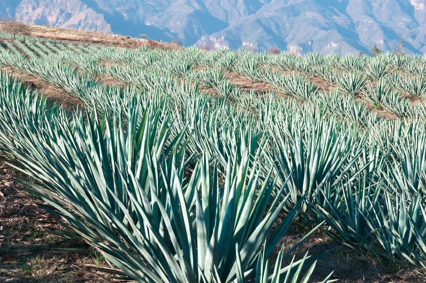 visiter La route de la Tequila (UNESCO)
