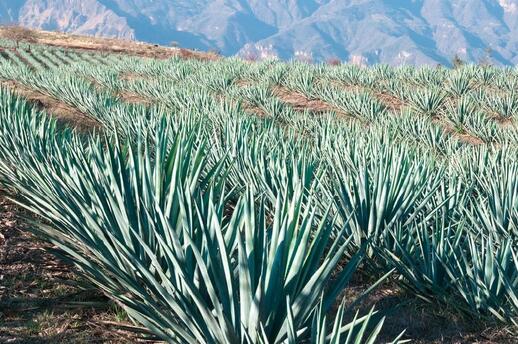 Visiter La route de la Tequila (UNESCO)