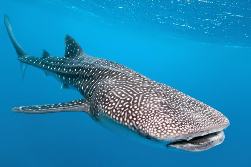 visiter Observation et baignade avec les requins baleines (novembre à  février)