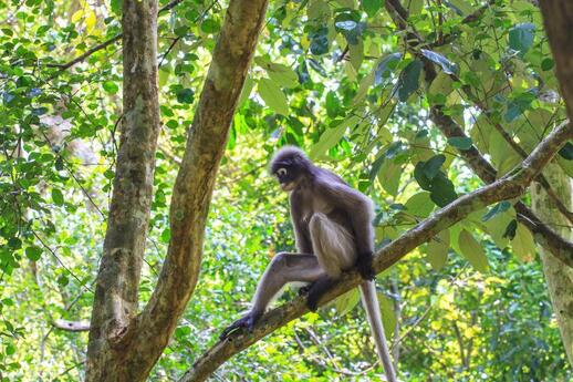 singe araignée