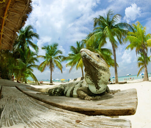 Isla Iguana