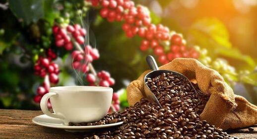 Visite d'une plantation de café
