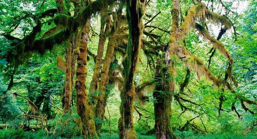 Forêt de Sinharaja (UNESCO)