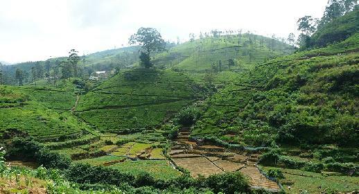 Plantation de thé Lipton