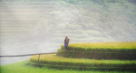 Mu Cang Chai